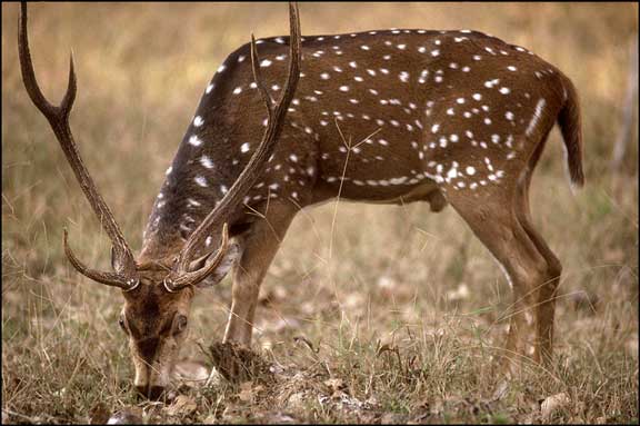 malsi-deer-park-namaste-dehradu